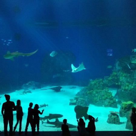 aquarium kopenhagen.jpg