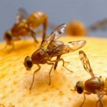 Fruitvliegjes bestrijden: plaag van kleine vliegjes