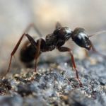 Vliegende mieren bestrijden!