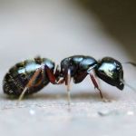 Hoe bestrijd je mieren in huis?