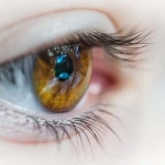 Amberkleurige ogen: de oogkleur amber